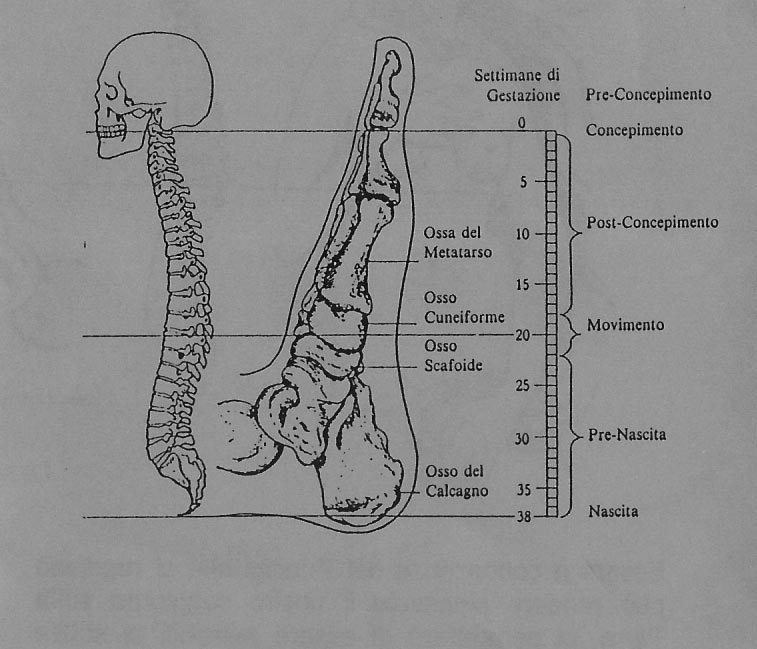 Schema Tecnica Metamorfica - Corso di Tecnica Metamorfica alla scuola di massaggio Arte del Massaggio